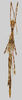 CollectionObject 1560613; 7bafb07f-13f5-400e-b9aa-62a7e0b89197: copyright NMW, Vienna. female (syntype). (CollectionObject).;CollectionObject 1560614; c907d110-1ce9-4b11-8ff1-126d7de763f9: copyright NMW, Vienna. female (syntype). (CollectionObject).