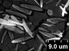 Brochosomes: !! display not done !! on Oncometopia (Oncometopia) orbona (Fabricius, 1798): OM155 | U.S.A., Illinois, Piatt Co., Lodge Park | 6/18/1974 | M. B. Farris | INHS. (Observation).