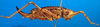 CollectionObject 1500395; eec3e4ed-5cfb-4784-9c80-6521a052e34e: female, lateral view (holotype). (CollectionObject).