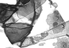 Stylus.: First marginal tubercle and coxa of A. craccivora. (Observation).