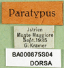 CollectionObject 1580857; 33a0cf66-12aa-417b-9ca0-e77d124d0983: labels (paratype). (CollectionObject).