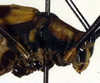 CollectionObject 1500589; 77363a4d-0dfb-4569-bed8-b35556572544, DORSA BTprograHTM: male pronotum, lateral view (holotype). (CollectionObject).