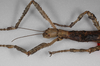 CollectionObject 1562628; bd3972b5-f4d6-4642-906c-d84616e1219b: copyright ZSMC, Munich. female: head & thorax, lateral view (holotype). (CollectionObject).