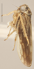 Habitus, lateral view: Lateral - Dark. Darker color variation. (Observation).