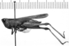 CollectionObject 1535702; 7993ef20-8423-4744-ad4c-465fd4817457: Image Carbonell, C.S. female, lateral view (holotype). (CollectionObject).