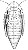 Nymph: !! display not done !! on Streptanus (Streptanus) sordidus (Zetterstedt, 1828): (Observation).