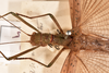 CollectionObject 1557574; 242ab01e-8269-42d4-896a-9541a67500c1: copyright OUMNH. female: head & thorax, dorsal view Necroscia sangarius (lectotype). (CollectionObject).