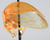 Habitus, lateral view: !! display not done !! on Stictolobus arcuatus Caldwell, 1949: (Observation).
