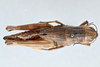 CollectionObject 2800442; CNCI 983687, 220e4d7d-b67c-454d-a099-74ad88399714: Boopedon nubilum. Dorsal view. (CollectionObject).
