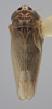Habitus, dorsal view: Dorsal - immature. (Observation).
