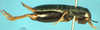 CollectionObject 1476765; 02787473-ee93-4d51-82d2-91ba58fb889e: male, lateral view (holotype). (CollectionObject).