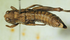 CollectionObject 1498696; ec7d2af6-3299-40ae-85ba-88e5a1f50736: female, dorsal view. (CollectionObject).