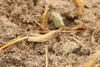 FieldOccurrence 3825; bf34d76f-5cd3-44a4-af48-2ffc7557be7b; Argentina: San Luis: Gobernador Dupuy
2026/03/05: small nymph. (FieldOccurrence).