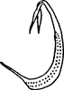Aedeagus, lateral view on Colladonus ponderosus Ball, 1937: (Observation).