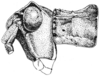 Mohavacris timberlakei Rehn, 1948: Fig. 297. male, head and pronotum, lateral view. (Otu).