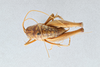 CollectionObject 2738254; c8325fda-9399-496a-a0a0-487a1060868a, CNCI 311941: Ceuthophilus armatipes. Dorsal view. (CollectionObject).