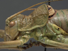 CollectionObject 1534813; 0f955cd4-7bbd-41cc-8a4e-797fa82fc484: male pronotum, lateral view (holotype). (CollectionObject).