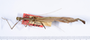 CollectionObject 1559121; e0bffc9a-cb68-4a17-8c0f-aa9024b1ff78: copyright ANSP. male, dorsal view (holotype). (CollectionObject).
