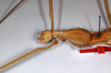 CollectionObject 1558976; 758418ff-ab08-4a07-8c6f-eb8090c2a17e: copyright ZMHB, Berlin. female: head & thorax, lateral view of synonym Hermarchus muelleri (holotype). (CollectionObject).