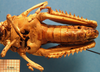 CollectionObject 1538379; 1e2f4fb9-9148-4ec5-b627-7a9bffdbf5a2: female, ventral view. (CollectionObject).