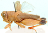Duplessisia sulcata Dirsh, 1956: lateral view. (Otu).