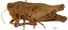 female, lateral view (syntype). Depicts CollectionObject 1578174; OUM 735 2/4, fe9597ab-ab91-4f26-a856-a2454ceec704, a CollectionObject.