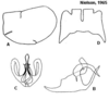 Pygofer appendages on Cuerna angusta Nielson, 1965: <b>A</b>, male pygofer lateral aspect (holotype); <b>B</b>, aedeagus lateral aspect (holotype); <b>C</b>, aedeagus caudal aspect (holotype); <b>D</b>, female internal sternum VIII (paratype). (Observation).