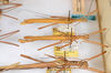 CollectionObject 1583052; 4a383e77-d737-4914-9de7-73439122ee03: lateral view (paratype). lateral view (paratypes). (CollectionObject).;CollectionObject 1583053; 19f60790-717f-4222-90b6-3d9e1112bab3: lateral view (paratype). lateral view (paratypes). (CollectionObject).