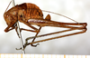 female, lateral view. Depicts CollectionObject 1532989; 1174175c-7a90-4767-8c51-098895b64ad4, a CollectionObject.
