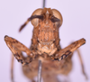 CollectionObject 1585898; 4cca8e7c-05fd-461d-88e4-503ca4be129e: male, frons (no a type). (CollectionObject).