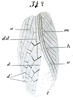 Paroecanthus mexicanus Saussure, 1859: Pl. VIII, Fig. 34. female tegmen. (Otu).