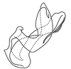 Aedeagus, lateral view on Coarctana oricula Domahovski & Cavichioli, 2023: Male holotype [DZUP]: aedeagus, lateral view. (Observation).