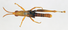 CollectionObject 1540705; b0cad95a-1140-46fa-a661-2cb2a4f1cb5f: male, dorsal view (lectotype). (CollectionObject).