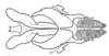 Fig. 3D. phallic complex without epiphallus, dorsal view. Depicts Xyleus discoideus discoideus (Serville, 1831), an Otu.