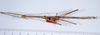 CollectionObject 1557024; 807ad312-522c-41ae-a2e9-14bcc76c50a7: copyright ANSP. male, dorsal view (syntype). (CollectionObject).;CollectionObject 1557025; 9744693e-f103-4e3f-a20e-3ee15e4bff06: copyright ANSP. male of synonym Bostra jugalis, dorsal view (syntype). (CollectionObject).