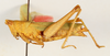 CollectionObject 1506181; 1776caec-38b5-4c50-8552-0a40398f7f04: female, lateral view (holotype of Pyrgomorpha capensis). (CollectionObject).