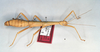 CollectionObject 1561001; 604497f2-fa82-4fbc-bc3b-1035ffbef951: copyright O. Zompro. female of synonym Lonchodes duivenbodei (paralectotype). (CollectionObject).