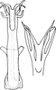 Aedeagus, ventral view on Eurhadina (Singhardina) secunda Dworakowska, 2002: Aedeagus, ventral view. (Observation).