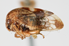Habitus, lateral view: !! display not done !! on Cyrtolobus rufulus Woodruff, 1924: (Observation).
