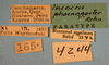 CollectionObject 1513268; 1f629bcb-61c5-43d9-a6ac-cd229b8f52cb: labels (paratype). (CollectionObject).