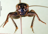 CollectionObject 1500740; 82100a0d-1ab9-46ee-8c59-54c48559aeb2: male, frontal view (syntype of Acheta melas). (CollectionObject).