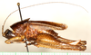 CollectionObject 1544425; ad6230cf-7b15-4ed7-8972-c055e7c6eef0: female, lateral view (paratype). (CollectionObject).