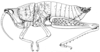 Xyronotus aztecus Saussure, 1884: Fig. 1. female habitus (body length 24-30 mm). (Otu).