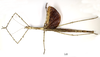 CollectionObject 1557418; ee7e2e04-43fe-4ce9-961f-81e6084379fa: copyright MNHN, Paris. female Palophus rothschildi (said to be holotype in Delfosse et al). (CollectionObject).