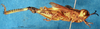 CollectionObject 1505377; 8e7776ff-4e42-416e-a8ed-6b99346a9a94: male, lateral view (holotype). (CollectionObject).