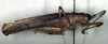 CollectionObject 1522340; 649eef7d-7d1c-44c0-91ae-1b8461d8f7a3: male, lateral view (holotype). (CollectionObject).