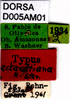 CollectionObject 1505071; 39f99438-684a-496c-ab17-f3d50835ce82, DORSA D005AM01: labels (holotype). (CollectionObject).