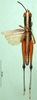 CollectionObject 1500294; 50b27502-cb62-4eb7-b530-c9e88f376ba9: male, dorsal view (paratype). (CollectionObject).