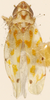 Habitus, dorsal view: Habitus (holotype, KSEM collection). (Observation).