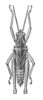 Helionotus mirabilis Rehn, 1909: Fig. 8 (after type). male, dorsal view. (Otu).